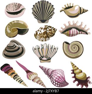 Muscheln und Muscheln, isolierte, wirbelnde tropische Souvenirs und Dekorationen. Natürliche und realistische Einrichtung, Ornamente und Korallen Stock Vektor
