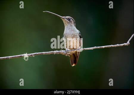 Talamanca Kolibri oder prachtvoller Kolibri oder bewunderungswürtiger Kolibri (Eugenes spectabilis), San Gerardo de Dota, Costa Rica, Mittelamerika Stockfoto