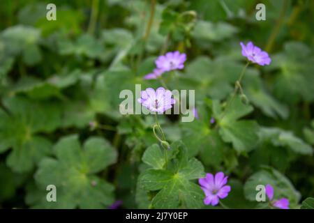 Rosa Kranzschnabel in der Natur. Nahaufnahme der Kranzschnabel-Blume. Schöne Blumen Hintergrund Foto. Stockfoto