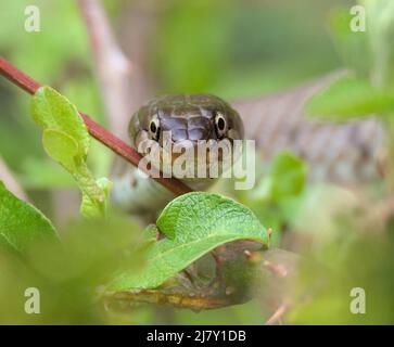 Kopfschuss von der Vorderseite einer harmlosen, verbarbten Grasschlange, Natrix helvetica, Großbritannien Stockfoto