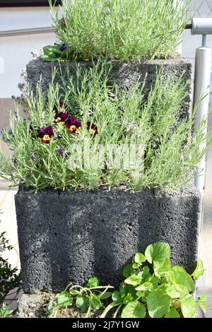 Thymian und Lavendel in einem Pflanzstein, begleitet von einigen Blumen Stockfoto