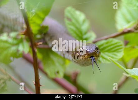 Kopfschuss von der Vorderseite Einer harmlosen, verbarbten Grasschlange, die auf Brambles kriecht, Natrix helvetica, Tasting, Sensing the Air with its Forked Zungen, Großbritannien Stockfoto