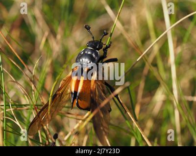 Gewöhnlicher Sexton-Käfer (Nicrophorus vespilloides) - Flügel hinter offenen Flügeldecken freigelegt (Flügelfälle) - empfindliche Rezeptoren auf Antennen Cumbria, England, Großbritannien Stockfoto