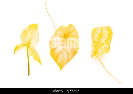 Ein Haufen vergilbter Blätter verschiedener Hauspflanzen auf weißem, isoliertem Hintergrund. Syngonium, Alocasia und Scindapsus gelbes Blatt Stockfoto