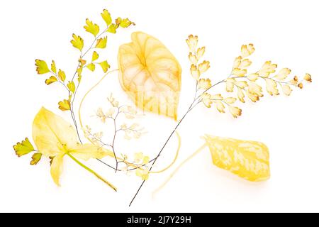 Ein Haufen vergilbter Blätter verschiedener Hauspflanzen auf weißem, isoliertem Hintergrund. Minimalistisches Blumenmuster Stockfoto