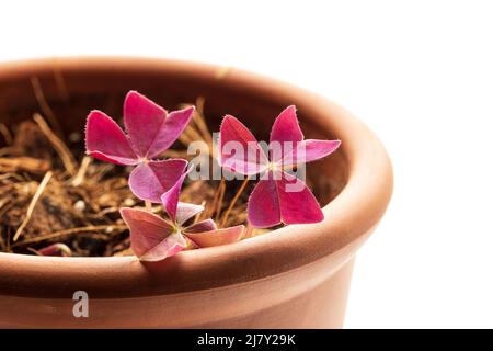 Oxalis Triangularis oder Purple Shamrock Hauspflanze wacht nach der Winterruhe im Terrakotta-Keramiktopf auf. Weißer Hintergrund. Neues Wachstumskonzept Stockfoto