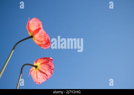 Island Mohnblumen und blauer Himmel. Kurzlebige Blumen, die sich in der Sonne sonnen. Erinnerungsblume. Stockfoto