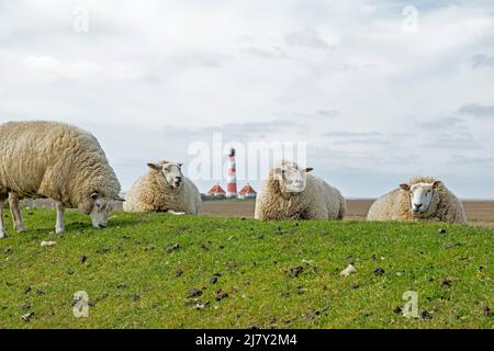 Schafe liegen auf Deich vor dem Leuchtturm Westerhever, Eiderstedt-Halbinsel, Schleswig-Holstein, Deutschland Stockfoto