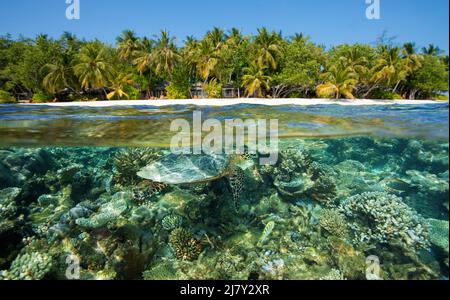 Split image, over under, Green Sea Turtle (Chelonia mydas) in einem Korallenriff vor einer maledivischen Insel, Malediven, Indischer Ozean, Asien Stockfoto