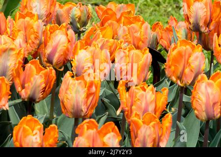 Tulipa „Prinses Irene“ Tulips Parrot Tulip „Prinses Irene“, Tulip „Irene Parrot“ Stockfoto