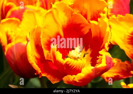 Papageientulpe, rot gelbe Tulpe 'Bright Parrot' Frühlingsblume Stockfoto