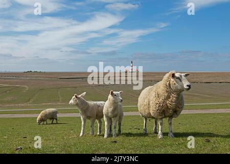 Mutterschafe und Lämmer auf Deich vor dem Leuchtturm Westerhever, Eiderstedt-Halbinsel, Schleswig-Holstein, Deutschland Stockfoto