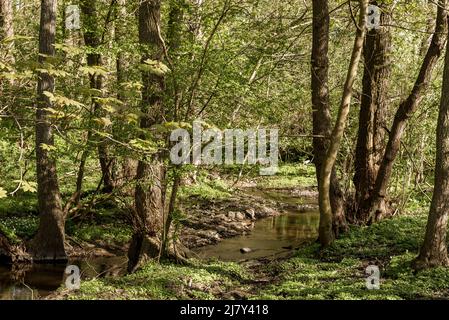 Ein kleiner Bach, der im Frühling noch durch einen grünen Buchenwald fließt, Ejby, Dänemark, 9. Mai 2022 Stockfoto