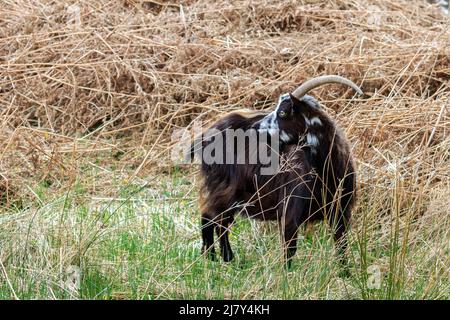 Wild Goat steht im langen Gras bei Langholm Hills Dumfries und Galloway Stockfoto