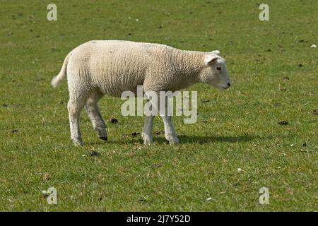 Lamm auf Deich, Westerhever, Eiderstedt-Halbinsel, Schleswig-Holstein, Deutschland Stockfoto