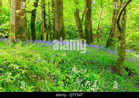 Blumenteppich mit Bluebells in Waldlandschaft Stockfoto