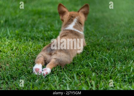 Corgi-Welpe spritze im Gras Stockfoto