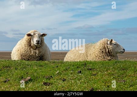 Schafe auf Deich, Westerhever, Eiderstedt-Halbinsel, Schleswig-Holstein, Deutschland Stockfoto