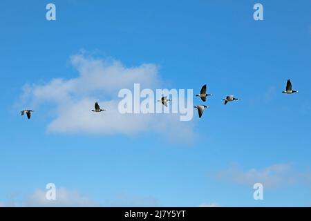 Schar von Weißwangengänsen (Branta leucopsis), Westerhever, Eiderstedt-Halbinsel, Schleswig-Holstein, Deutschland Stockfoto