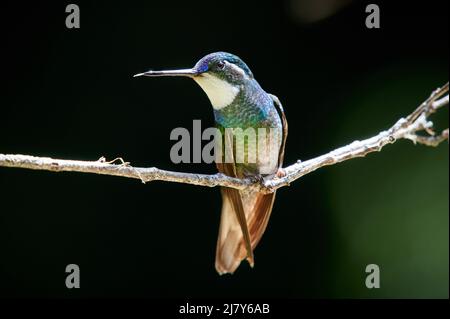 Männlicher Weißkehliger Berggem oder weißkehliger Berggem (Lampornis castaneoventris), San Gerardo de Dota, Costa Rica, Mittelamerika Stockfoto