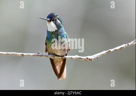 Männlicher Weißkehliger Berggem oder weißkehliger Berggem (Lampornis castaneoventris), San Gerardo de Dota, Costa Rica, Mittelamerika Stockfoto
