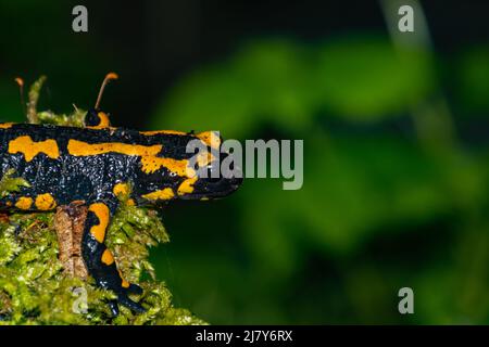 Schwarzer und gelber Feuersalamander auf Moos mit Fokus auf dem Kopf, auch salamandra salamandra genannt Stockfoto