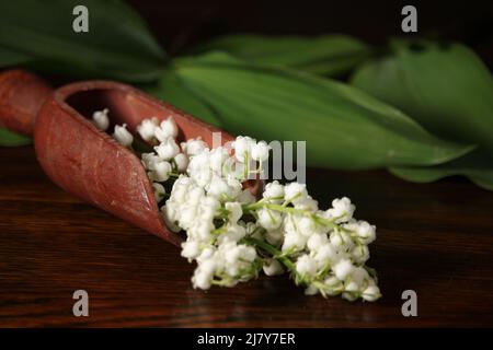 Blühende Maiglöckchen. Glückwunschkarte zum Geburtstag. Blumenstrauß von Lilien des Tales auf hölzernen Hintergrund. Stockfoto