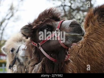 Die Kamele Leia und Smilla agierten als Brückenbauer beim Arab Culture Festival im Motala City Park am Samstag. Es gibt zwischen 2.500 und 3.000 arabischsprachige Menschen in der Gemeinde Motala. Die meisten kommen aus dem Irak, dem Libanon und Syrien. Die arabische Kultur existiert Seite an Seite mit dem schwedischen Kulturerbe. Ziel des Festivals am Samstag war es, die arabische Kultur durch Essen, Musik, Tanz, Kleidung und Literatur hervorzuheben. Stockfoto