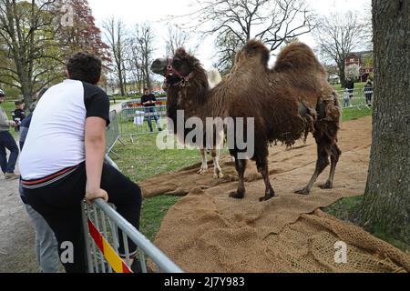 Die Kamele Leia und Smilla agierten als Brückenbauer beim Arab Culture Festival im Motala City Park am Samstag. Es gibt zwischen 2.500 und 3.000 arabischsprachige Menschen in der Gemeinde Motala. Die meisten kommen aus dem Irak, dem Libanon und Syrien. Die arabische Kultur existiert Seite an Seite mit dem schwedischen Kulturerbe. Ziel des Festivals am Samstag war es, die arabische Kultur durch Essen, Musik, Tanz, Kleidung und Literatur hervorzuheben. Stockfoto