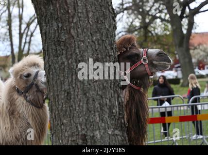 Die Kamele Leia und Smilla agierten als Brückenbauer beim Arab Culture Festival im Motala City Park am Samstag. Es gibt zwischen 2.500 und 3.000 arabischsprachige Menschen in der Gemeinde Motala. Die meisten kommen aus dem Irak, dem Libanon und Syrien. Die arabische Kultur existiert Seite an Seite mit dem schwedischen Kulturerbe. Ziel des Festivals am Samstag war es, die arabische Kultur durch Essen, Musik, Tanz, Kleidung und Literatur hervorzuheben. Stockfoto