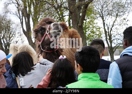 Die Kamele Leia und Smilla agierten als Brückenbauer beim Arab Culture Festival im Motala City Park am Samstag. Es gibt zwischen 2.500 und 3.000 arabischsprachige Menschen in der Gemeinde Motala. Die meisten kommen aus dem Irak, dem Libanon und Syrien. Die arabische Kultur existiert Seite an Seite mit dem schwedischen Kulturerbe. Ziel des Festivals am Samstag war es, die arabische Kultur durch Essen, Musik, Tanz, Kleidung und Literatur hervorzuheben. Stockfoto