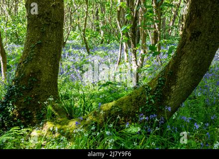 Tehidy,Tehidy Country Park,11.. Mai 2022,das violette Leuchten eines bluebelligen Waldes ist ein unglaubliches Wildblumenspektakel, das bei einem Spaziergang durch den Tehidy Country Park in Cornwall zu sehen war. Der Sonnenschein erschien heute Nachmittag nach starken Niederschlägen und stürmischen Winden an diesem Morgen.Credit Keith Larby/Alamy Live News Stockfoto