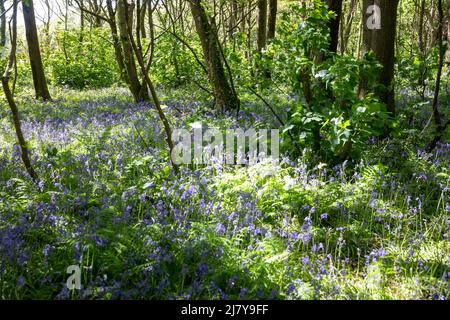 Tehidy,Tehidy Country Park,11.. Mai 2022,das violette Leuchten eines bluebelligen Waldes ist ein unglaubliches Wildblumenspektakel, das bei einem Spaziergang durch den Tehidy Country Park in Cornwall zu sehen war. Der Sonnenschein erschien heute Nachmittag nach starken Niederschlägen und stürmischen Winden an diesem Morgen.Credit Keith Larby/Alamy Live News Stockfoto