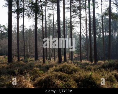 Der New Forest an einem nebligen Frühlingsmorgen, der New Forest, Hampshire, Großbritannien Stockfoto