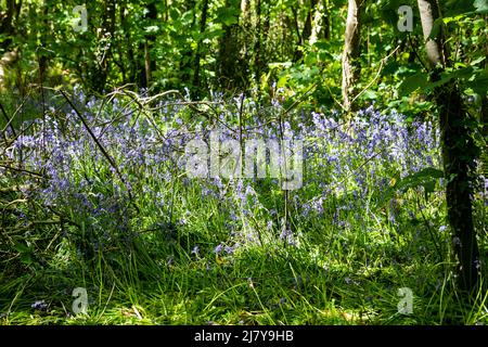 Tehidy,Tehidy Country Park,11.. Mai 2022,das violette Leuchten eines bluebelligen Waldes ist ein unglaubliches Wildblumenspektakel, das bei einem Spaziergang durch den Tehidy Country Park in Cornwall zu sehen war. Der Sonnenschein erschien heute Nachmittag nach starken Niederschlägen und stürmischen Winden an diesem Morgen.Credit Keith Larby/Alamy Live News Stockfoto