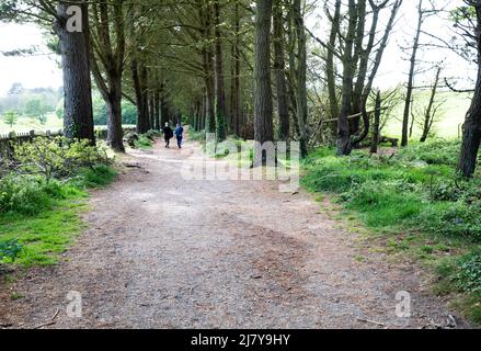 Tehidy,Tehidy Country Park,11.. Mai 2022,Leute gehen im Tehidy Country Park in Cornwall spazieren. Der Sonnenschein erschien heute Nachmittag nach starken Niederschlägen und stürmischen Winden an diesem Morgen.Credit Keith Larby/Alamy Live News Stockfoto