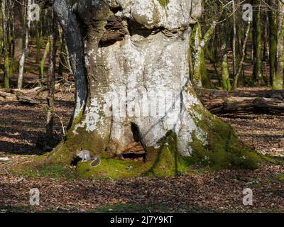 Grey Squirrel, Sciurus carolinensis durch einen großen alten Baum im New Forest, Hampshire, Großbritannien Stockfoto