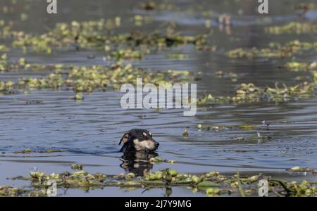 Indischer Hund schwimmend im Fluss. Stockfoto