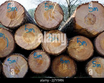 Stapel von Holzstämmen, die für den Transport vorbereitet wurden, The New Forest, Hampshire, Großbritannien Stockfoto
