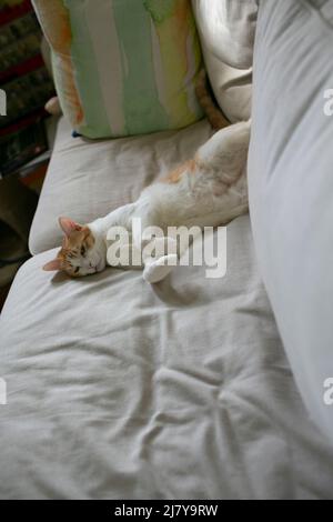 Ingwer Katze mit weißem Bauch fühlen sich wohl zu Hause Stockfoto