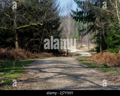 Wanderweg im New Forest, Hampshire, UK Stockfoto