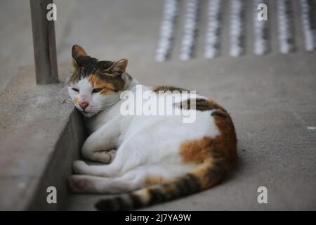 calico Katze am Abend und lag auf dem Boden Stockfoto