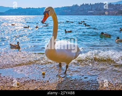 Der wilde weiße Schwan steht am Ufer des Luganer Sees und wartet auf das Essen, Lugano, Schweiz Stockfoto