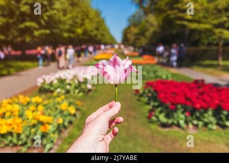 First Person Perspective on Male Hand mit einer Tulpe in den Keukenhof Gardens in Lisse, Niederlande, stand der Fokus im Vordergrund. Stockfoto