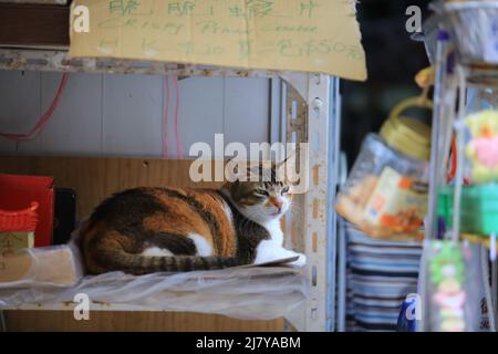 calico Katze am Abend und lag auf dem Regal im Dorfladen Stockfoto