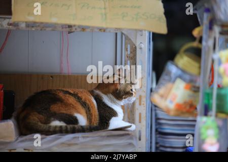 calico Katze am Abend und lag auf dem Regal im Dorfladen Stockfoto