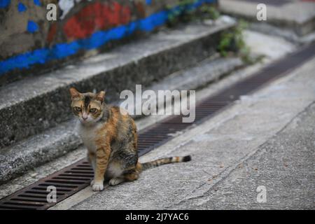 Traurige Calico Katze neugierig beobachten die Kamera Stockfoto