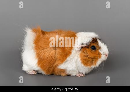 Guineaschweinrosette auf grauem Hintergrund. Flauschige niedliche Nagetier Meerschweinchen auf farbigem Hintergrund Stockfoto