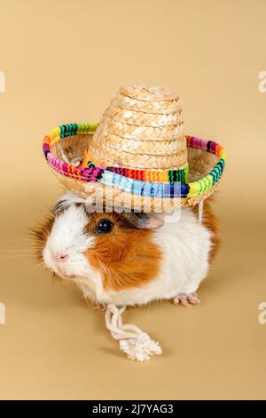 Guineaschweinrosette in einem Strohhut auf beigem Hintergrund. Flauschige niedliche Nagetier Meerschweinchen auf farbigem Hintergrund Stockfoto