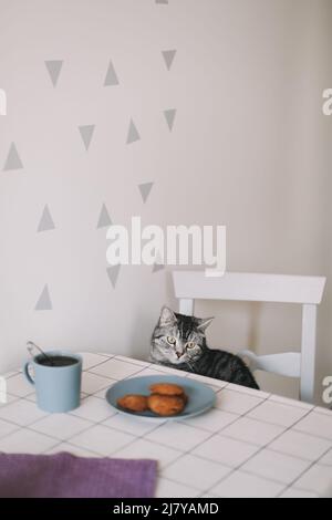 Nette schottische gerade Katze zu Hause. Frühstück mit einer Tasse Tee und Keksen auf dem Tisch. Interieur des modernen Katzencafés. Skandinavischer Stil, Hygge-Konzept Stockfoto